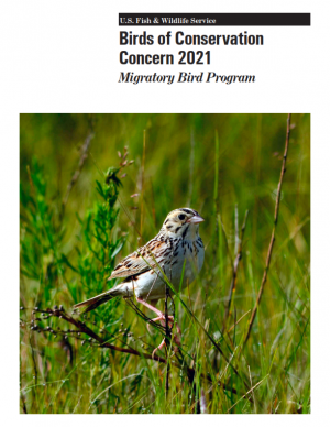 Birds-of-conservation-concern-2021.png